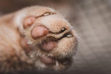Fototapeta premium Pfote | Katze