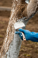 Whitewashing of a tree trunk in spring. A hand with a paint brush applies whitewash to a tree trunk