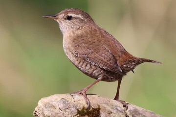 Wren