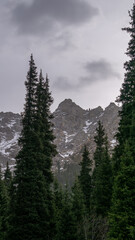 Mysterious forest in the mountains