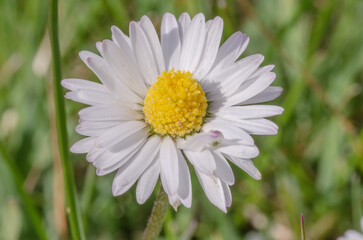 Das G&auml;nsebl&uuml;mchen, auch Ausdauerndes G&auml;nsebl&uuml;mchen, Mehrj&auml;hriges G&auml;nsebl&uuml;mchen, Ma&szlig;liebchen, Tausendsch&ouml;n, Monatsr&ouml;serl oder schweizerisch Margritli genannt,