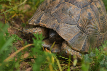 Little Turtle hiding his head in the shell on green grass  field