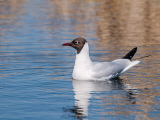 Black-headed Gull (Larus ridibundus) at colony