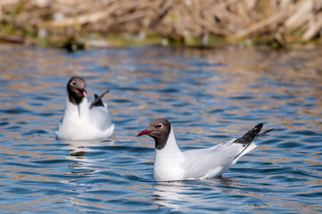 Black-headed Gulls (Larus ridibundus) at colony