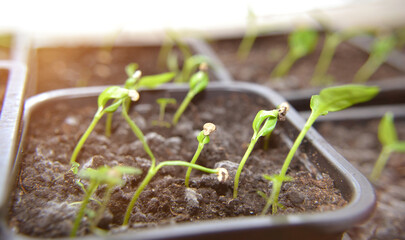 Young fresh seedling stands in plastic pots. Farming and agriculture concept seedlings growing.