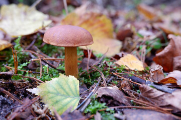 Mushrooms in the forest. Edible mushroom in a pine forest. Close-up photo. Whild Mushrooms outdoors in the forest in autumn