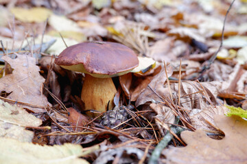 Mushrooms in the forest. Edible mushroom in a pine forest. Close-up photo. Whild Mushrooms outdoors in the forest in autumn