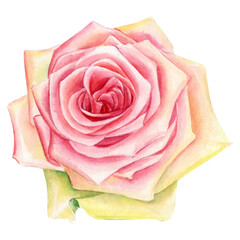 Rose on a white background, watercolor botanical painting
