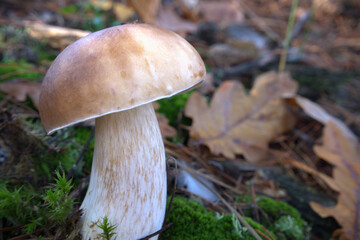 Mushroom King Boletus Pinophilus Whild Mushrooms outdoors in the forest in autumn Close-up photo.