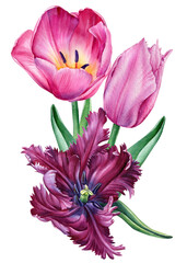 Tulips flowers on an isolated white background. Watercolor illustrations. 