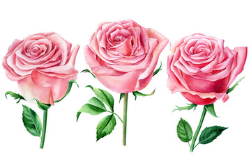 Set of flowers. Pink roses, floral elements on a white background, watercolor painting