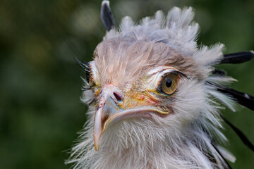 Secretarybird (Sagittarius serpentarius)