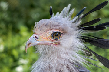 Secretarybird (Sagittarius serpentarius)
