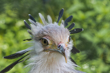 Secretarybird (Sagittarius serpentarius)