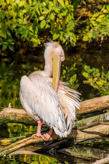 Great White Pelican (Pelecanus onocrotalus) on lake