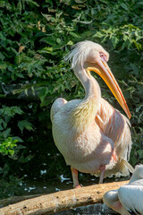Great White Pelican (Pelecanus onocrotalus) on lake