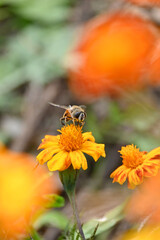 closeup the black brown honeybee take the marigold flower juice and hold on flower with plant in the garden soft focus natural green brown background.