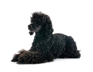 poodle in studio