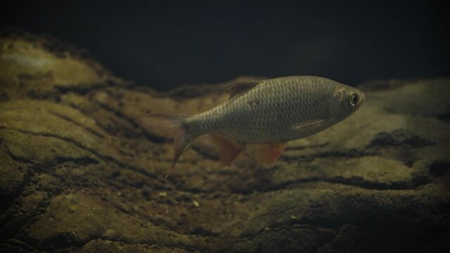 Common rudd (Scardinius erythrophthalmus), several fish in a dark underwater environment