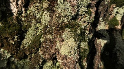 tree texture
