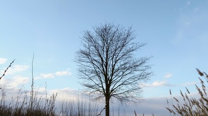 trees in the snow