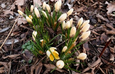 spring crocus flowers