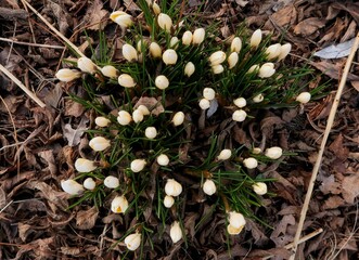 snowdrops in the forest