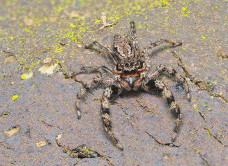 A Close-up Focus Stacked Image of Colorful Jumping Spider on a Brick Wall