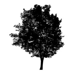 Silhouette of tree