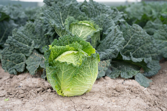 Cultivo de col rizada en la huerta de Murcia