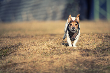 dog training in the wild