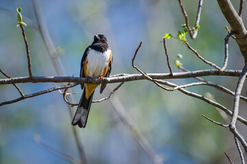 Eastern Towhee in Tree