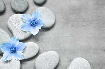Fototapeta na wymiar Spa stones and blue flowers on the grey background.