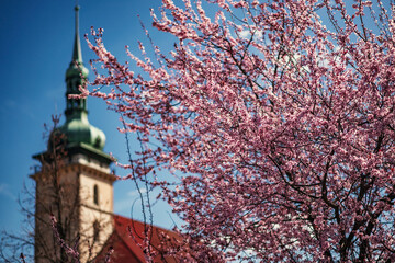 blooming sakura near the church in Most
