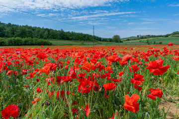 Fototapeta na wymiar red poppy fields in Tuscany, Italy