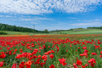 red poppy fields in Tuscany, Italy