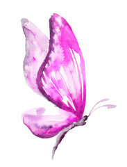 Obraz na płótnie Canvas Watercolor butterfly , isolated on white