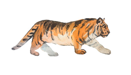 Watercolor Tiger on the white background.