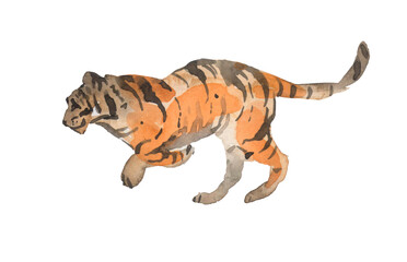 watercolor royal tiger isolated on white background clipping path included. The tiger is staring at its prey. Hunter concept.