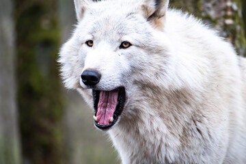 Close up of an adult white wolve roaming in the forest