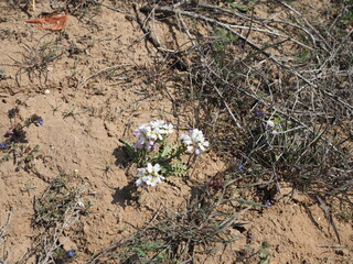 Birdcage Evening Primrose Large Delicate White Flower with 4 petals, 8 stamens, and a tetrafide style.Dune Evening Primrose, white wildflower, in the desert.
