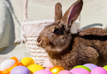 Easter brown rabbit with brown eyes near a wooden white basket with a colorful ribbon and Easter eggs