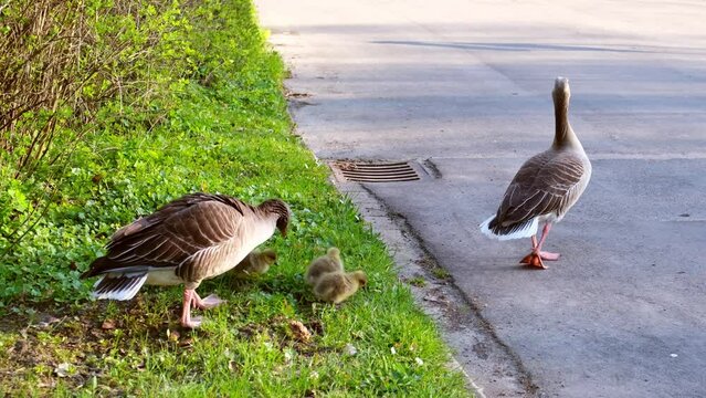 A greylag goose family with little chicks walking on a street. Danger to wildlife from traffic on roads.