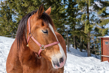 Fototapeta premium Horse looking at the camera with blue eyes and red halter