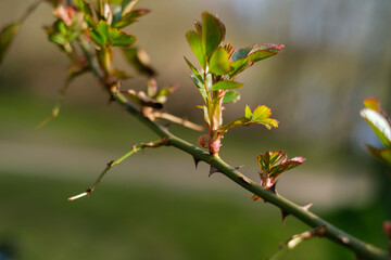 some fresh shoots grow on a thorny branch