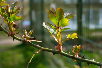 some fresh shoots grow on a thorny branch