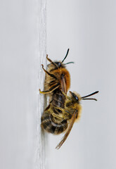 2 bees mating on a white house wall