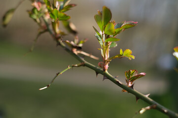 some fresh shoots grow on a thorny branch