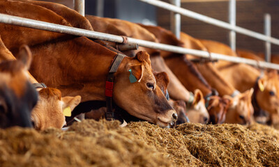 Modern farm cowshed for jersey red cow eating fodder. Banner industry livestock