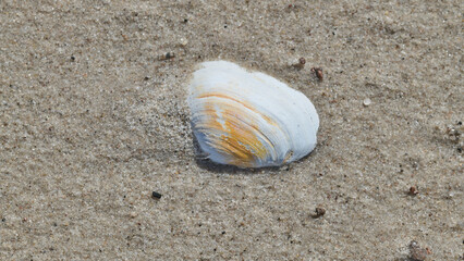 Fototapeta na wymiar Białe muszle na morskim piasku. Jasny kolor muszli odcina się od ciemniejszego piasku. Makro, burza piaskowa, close-up, rozmyte tło, bokeh